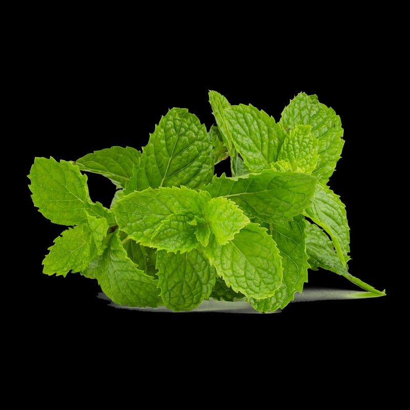 Mint Herb