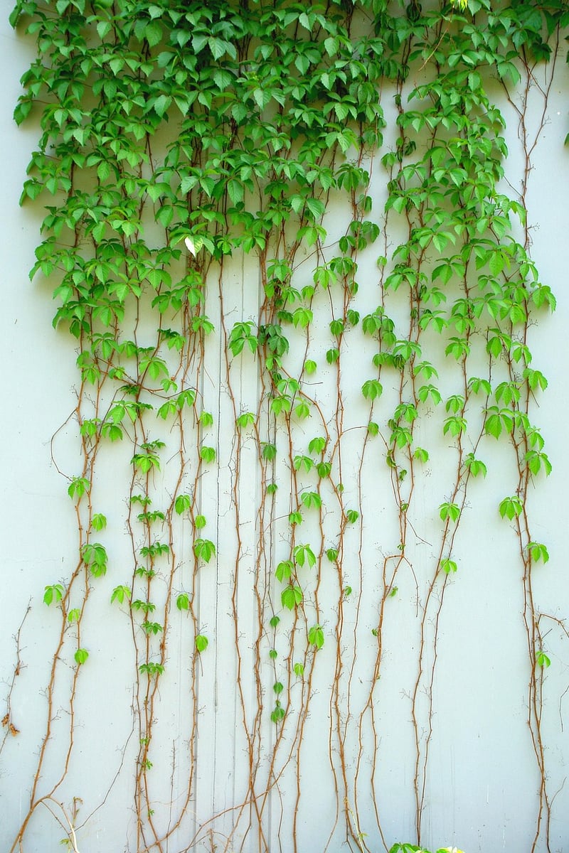 Green Leaves