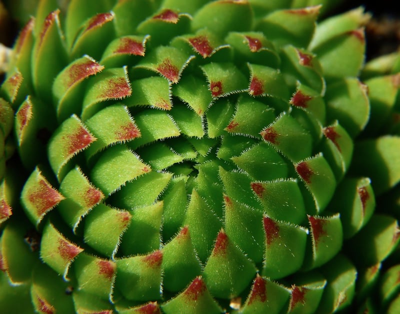 Succulent Plants